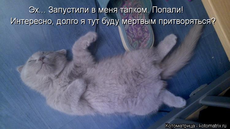 Эх... Запустили в меня тапком. Попали! Интересно, долго я тут буду мертвым притворяться?... Котоматрица: Эх... Запустили в меня тапком. Попали! Интересно, долго я тут буду мертвым притворяться?