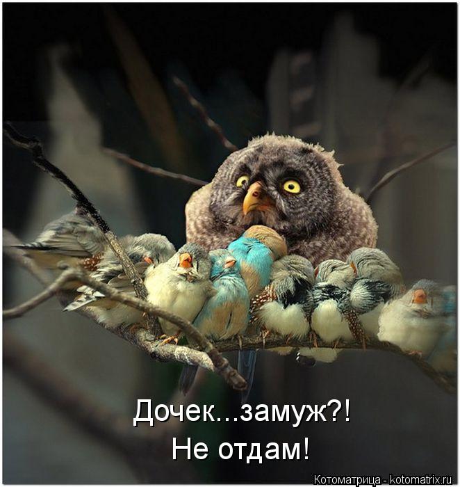 Дочек...замуж?! Не отдам!... Котоматрица: Дочек...замуж?! Не отдам!