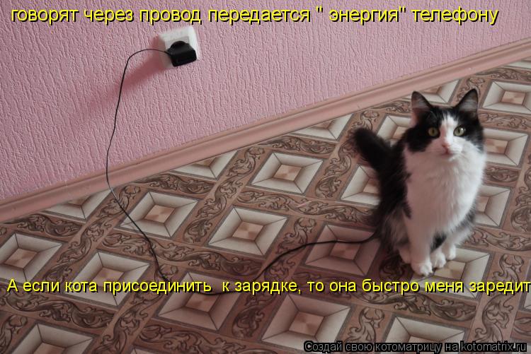 говорят через провод передается " энергия" телефону А если кота присоединить к зарядке, то она быстр... Котоматрица: говорят через провод передается " энергия" телефону А если кота присоединить к зарядке, то она быстро меня заредит