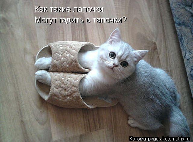 Как такие лапочки Могут гадить в тапочки?... Котоматрица: Как такие лапочки Могут гадить в тапочки?