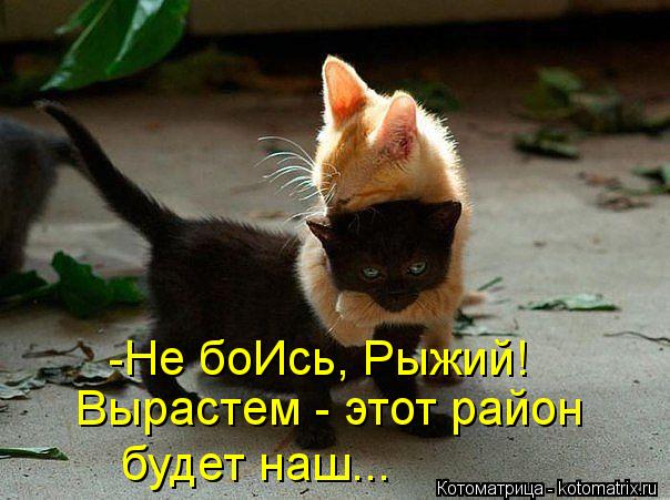 http://kotomatrix.ru/images/lolz/2013/06/20/kotomatritsa_I8.jpg