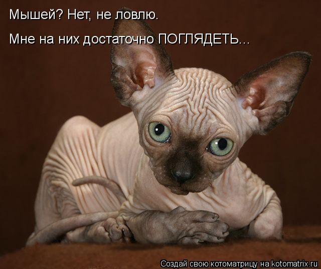 Мышей? Нет, не ловлю. Мне на них достаточно ПОГЛЯДЕТЬ...... Котоматрица: Мышей? Нет, не ловлю. Мне на них достаточно ПОГЛЯДЕТЬ...