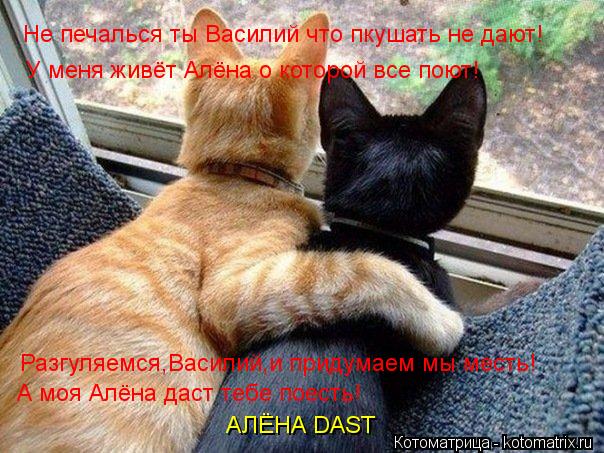 Не печалься ты Василий что пкушать не дают! У меня живёт Алёна о которой все поют! Разгуляемся,Васили... Котоматрица: Не печалься ты Василий что пкушать не дают! У меня живёт Алёна о которой все поют! Разгуляемся,Василий,и придумаем мы месть! А моя Алёна даст