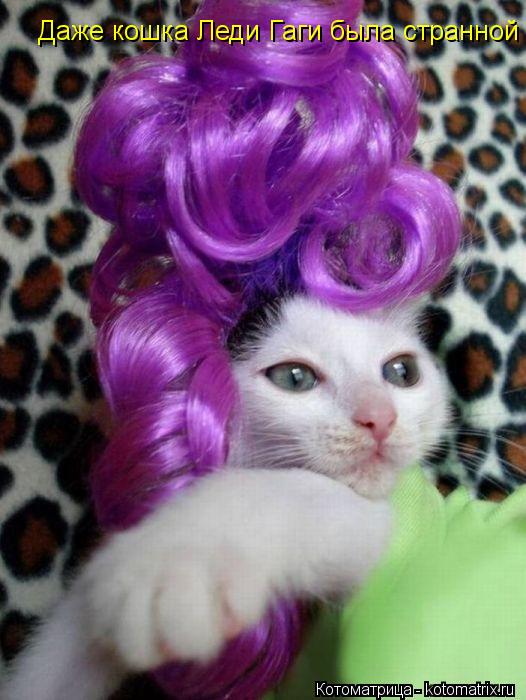 Даже кошка Леди Гаги была странной... Котоматрица: Даже кошка Леди Гаги была странной