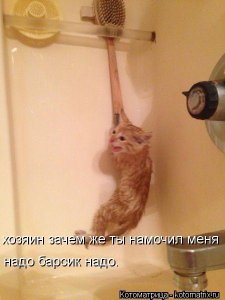 хозяин зачем же ты намочил меня надо барсик надо.... Котоматрица: хозяин зачем же ты намочил меня надо барсик надо.