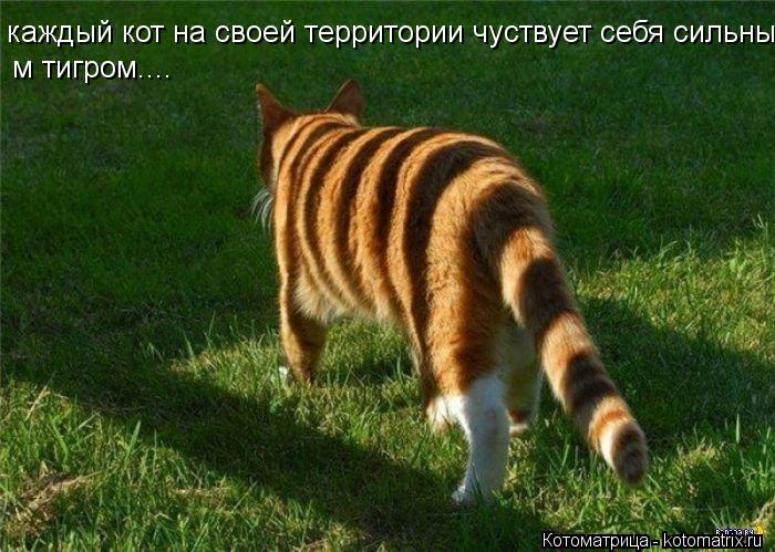 каждый кот на своей территории чуствует себя сильным тигром м тигром....... Котоматрица: каждый кот на своей территории чуствует себя сильным тигром м тигром....