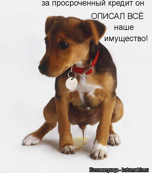имущество! за просроченный кредит он ОПИСАЛ ВСЁ наше... Котоматрица: имущество! за просроченный кредит он ОПИСАЛ ВСЁ наше