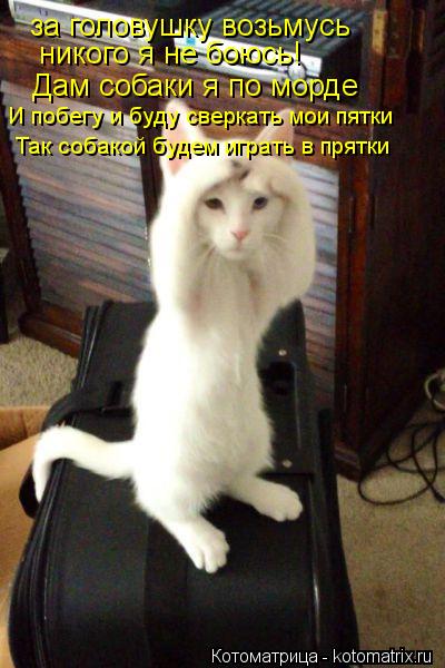 за головушку возьмусь никого я не боюсь! Дам собаки я по морде И побегу и буду сверкать мои пятки Т... Котоматрица: за головушку возьмусь никого я не боюсь! Дам собаки я по морде И побегу и буду сверкать мои пятки Так собакой будем играть в прятки