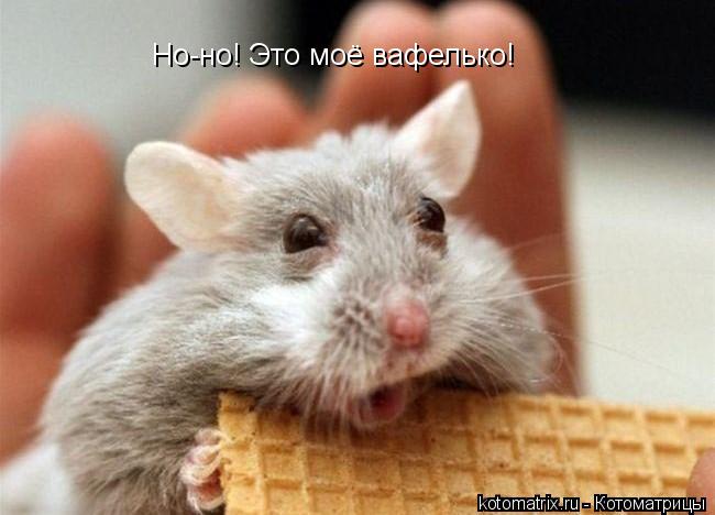 Но-но! Это моё вафелько!... Котоматрица: Но-но! Это моё вафелько!