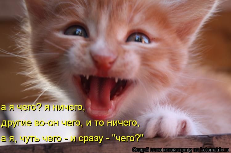 другие во-он чего, и то ничего, а я, чуть чего - и сразу - "чего?" а я чего? я ничего,... Котоматрица: другие во-он чего, и то ничего, а я, чуть чего - и сразу - "чего?" а я чего? я ничего,
