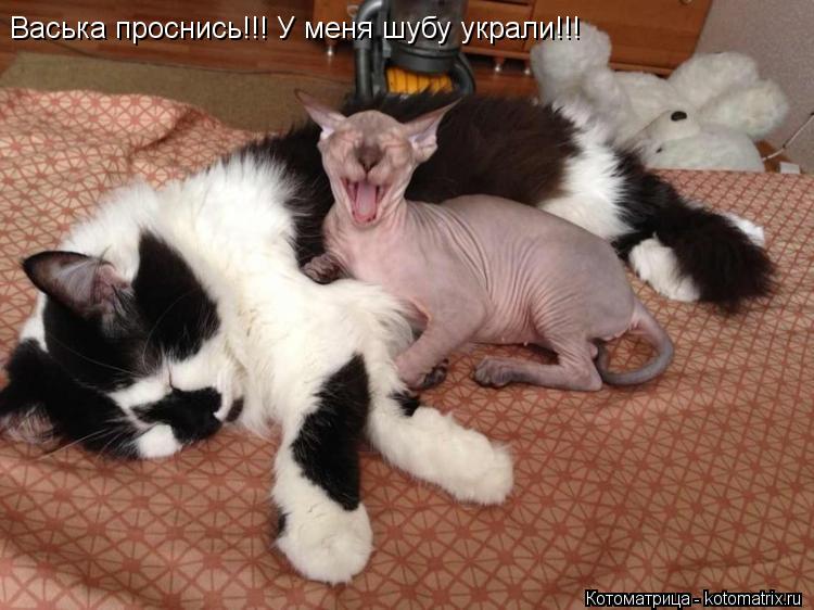 Васька проснись!!! У меня шубу украли!!!... Котоматрица: Васька проснись!!! У меня шубу украли!!!