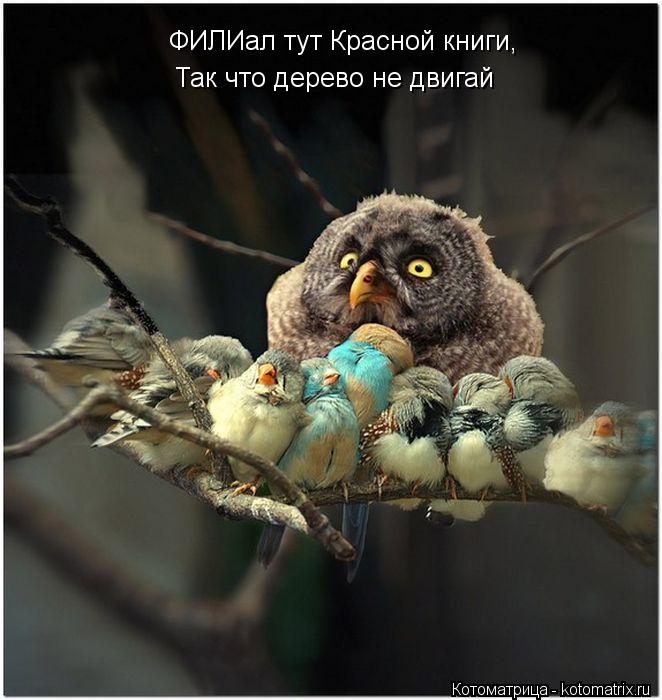 ФИЛИал тут Красной книги, Так что дерево не двигай... Котоматрица: ФИЛИал тут Красной книги, Так что дерево не двигай