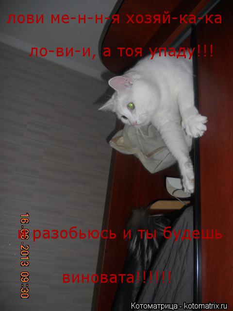 лови ме-н-н-я хозяй-ка-ка ло-ви-и, а тоя упаду!!! и разобьюсь и ты будешь виновата!!!!!!... Котоматрица: лови ме-н-н-я хозяй-ка-ка ло-ви-и, а тоя упаду!!! и разобьюсь и ты будешь виновата!!!!!!