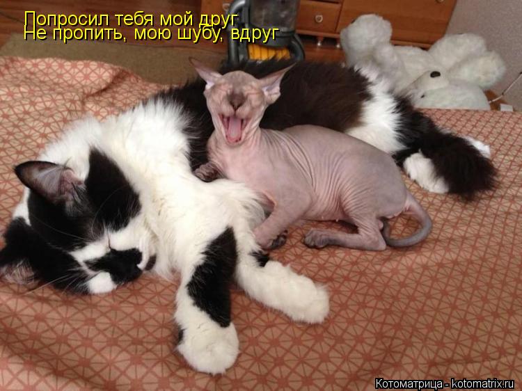 Попросил тебя мой друг Не пропить, мою шубу, вдруг... Котоматрица: Попросил тебя мой друг Не пропить, мою шубу, вдруг