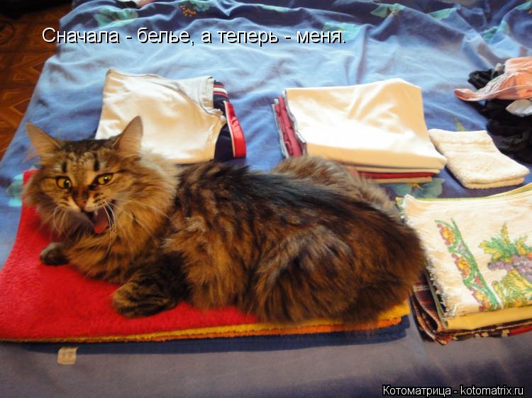Сначала - белье, а теперь - меня.... Котоматрица: Сначала - белье, а теперь - меня.