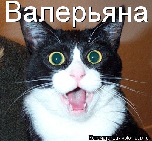Валерьяна... Котоматрица: Валерьяна