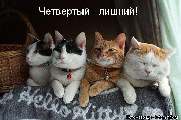 Четвертый - лишний!... Котоматрица: Четвертый - лишний!