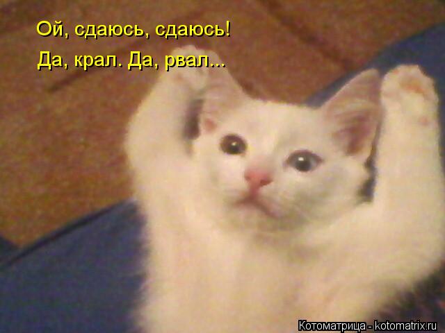 Ой, сдаюсь, сдаюсь! Да, крал. Да, рвал...... Котоматрица: Ой, сдаюсь, сдаюсь! Да, крал. Да, рвал...