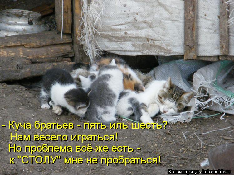 Котоматрица: - Куча братьев - пять иль шесть? Но проблема всё же есть - Нам весело играться! к "СТОЛУ" мне не пробраться!