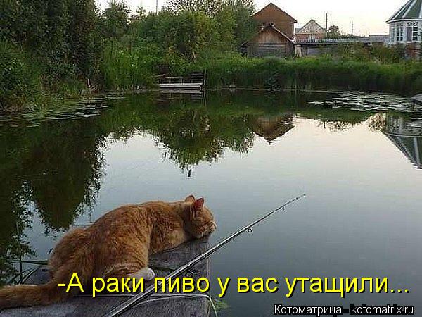 -А раки пиво у вас утащили...... Котоматрица: -А раки пиво у вас утащили...
