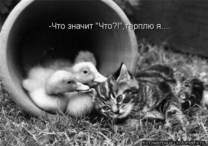-Что значит "Что?!",терплю я....... Котоматрица: -Что значит "Что?!",терплю я....