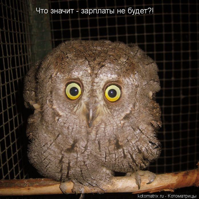 Что значит - зарплаты не будет?!... Котоматрица: Что значит - зарплаты не будет?!