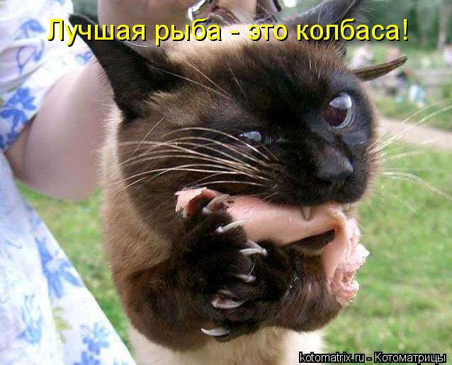 Лучшая рыба - это колбаса!... Котоматрица: Лучшая рыба - это колбаса!