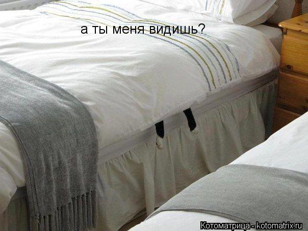 а ты меня видишь?... Котоматрица: а ты меня видишь?