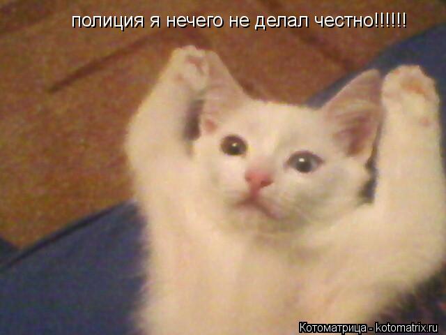 полиция я нечего не делал честно!!!!!!... Котоматрица: полиция я нечего не делал честно!!!!!!