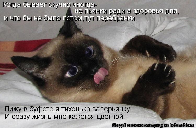 Когда бывает скучно иногда- не пьянки ради,а здоровья для, и что бы не было потом,тут перебранки, Лиж... Котоматрица: Когда бывает скучно иногда- не пьянки ради,а здоровья для, и что бы не было потом,тут перебранки, Лижу в буфете я тихонько валерьянку! И сразу