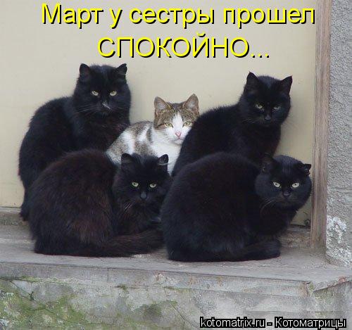 Март у сестры прошел СПОКОЙНО...... Котоматрица: Март у сестры прошел СПОКОЙНО...