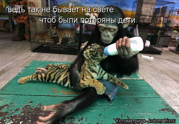 ведь так не бывает на свете чтоб были потеряны дети.... Котоматрица: ведь так не бывает на свете чтоб были потеряны дети.