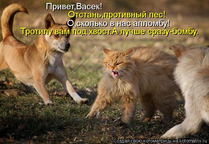 Привет,Васек! Отстань,противный пес! О,сколько в нас апломбу! Тротилу вам под хвост.А лучше сразу-бом... Котоматрица: Привет,Васек! Отстань,противный пес! О,сколько в нас апломбу! Тротилу вам под хвост.А лучше сразу-бомбу.