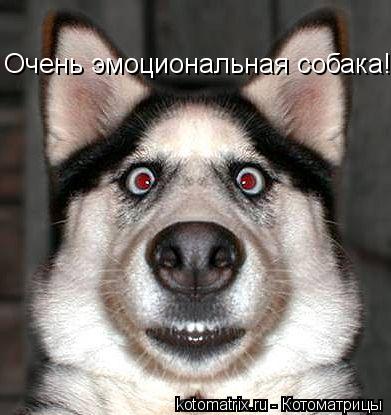 Очень эмоциональная собака!... Котоматрица: Очень эмоциональная собака!