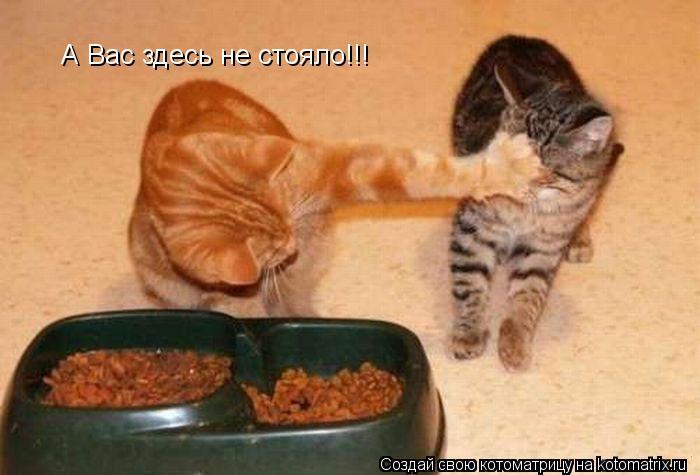А Вас здесь не стояло!!!... Котоматрица: А Вас здесь не стояло!!!