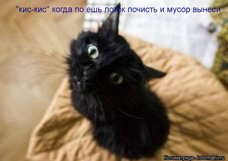 "кис-кис" когда по ешь лоток почисть и мусор вынеси... Котоматрица: "кис-кис" когда по ешь лоток почисть и мусор вынеси
