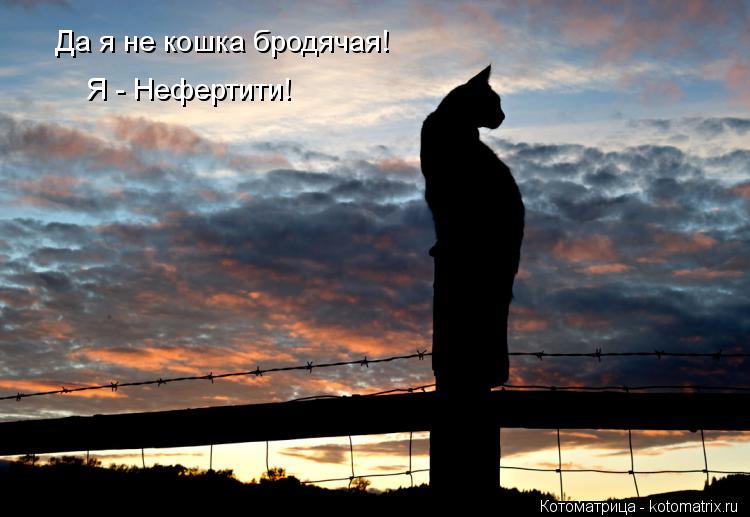 Да я не кошка бродячая! Я - Нефертити!... Котоматрица: Да я не кошка бродячая! Я - Нефертити!