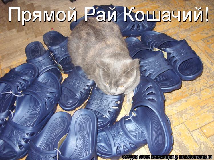 Прямой Рай Кошачий!... Котоматрица: Прямой Рай Кошачий!