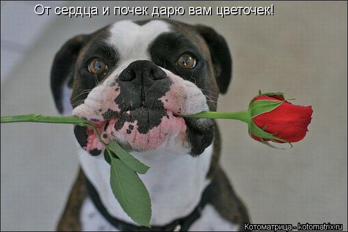 Котоматрица: От сердца и почек дарю вам цветочек!