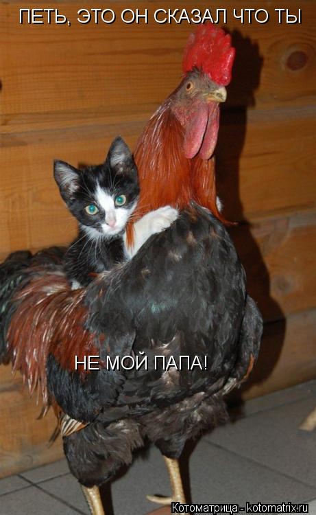 ПЕТЬ, ЭТО ОН СКАЗАЛ ЧТО ТЫ НЕ МОЙ ПАПА!... Котоматрица: ПЕТЬ, ЭТО ОН СКАЗАЛ ЧТО ТЫ НЕ МОЙ ПАПА!