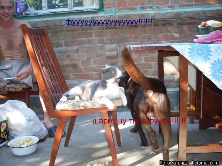 фуууууууууууууууу!!!!!! шарик ну ты и фунял!!!!!!... Котоматрица: фуууууууууууууууу!!!!!! шарик ну ты и фунял!!!!!!