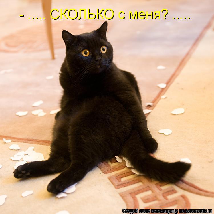 - ..... СКОЛЬКО с меня? ........ Котоматрица: - ..... СКОЛЬКО с меня? .....