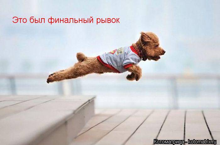 Это был финальный рывок... Котоматрица: Это был финальный рывок