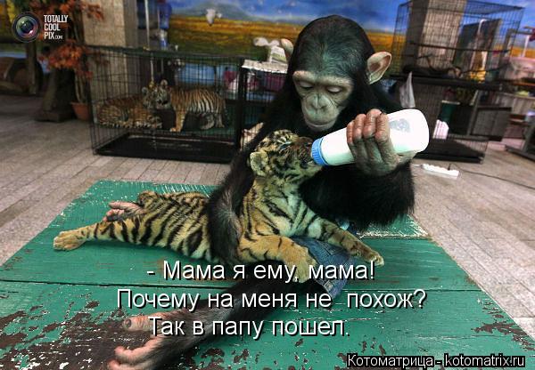 - Мама я ему, мама! Почему на меня не похож? Так в папу пошел.... Котоматрица: - Мама я ему, мама! Почему на меня не похож? Так в папу пошел.