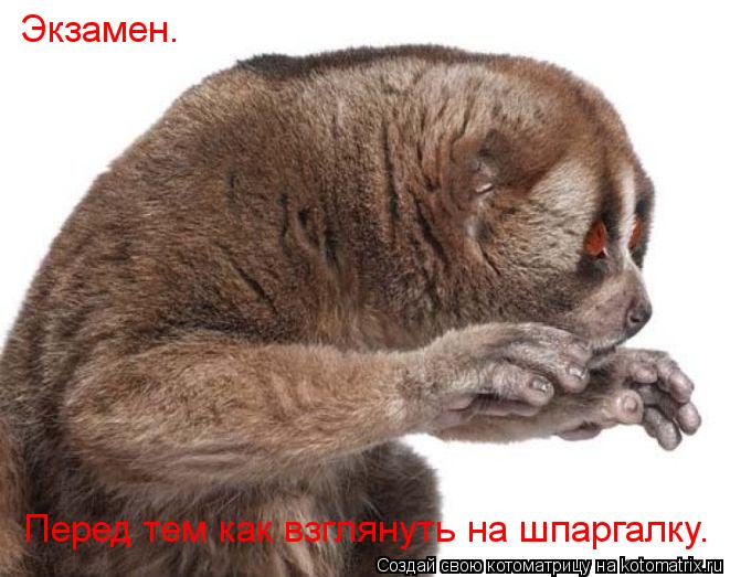 Экзамен. Перед тем как взглянуть на шпаргалку.... Котоматрица: Экзамен. Перед тем как взглянуть на шпаргалку.