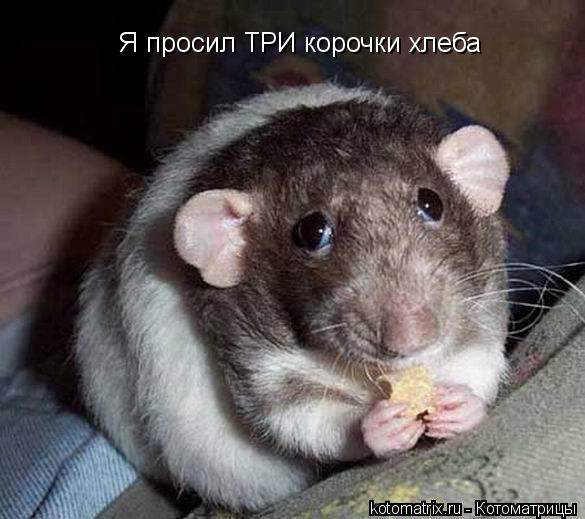 Я просил ТРИ корочки хлеба... Котоматрица: Я просил ТРИ корочки хлеба