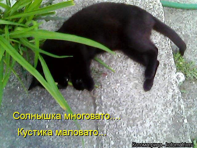 Солнышка многовато... Солнышка многовато.... Кустика маловато...... Котоматрица: Солнышка многовато... Солнышка многовато.... Кустика маловато...