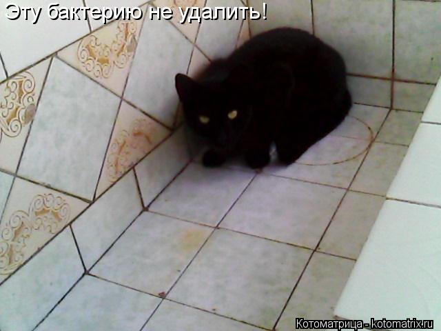 Эту бактерию не удалить!... Котоматрица: Эту бактерию не удалить!
