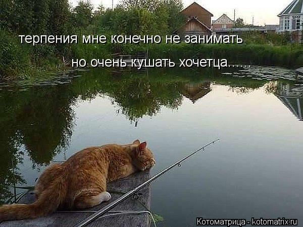 терпения мне конечно не занимать но очень кушать хочетца......... Котоматрица: терпения мне конечно не занимать но очень кушать хочетца......