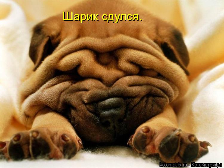 Шарик сдулся.... Котоматрица: Шарик сдулся.